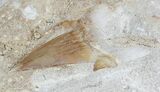 Otodus Shark Tooth Fossil In Rock - Eocene #56438-2